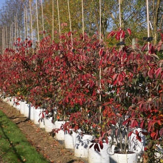 autumn colour of  Amelanchier lamarckii multi-stem