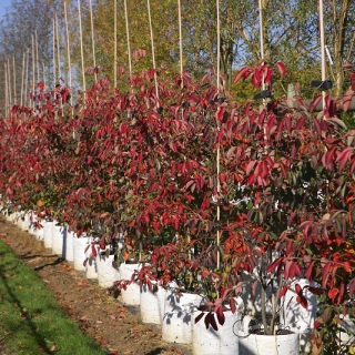 autumn colour of  Amelanchier lamarckii multi-stem