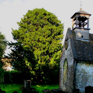 Mature Taxus baccata in a church grounds