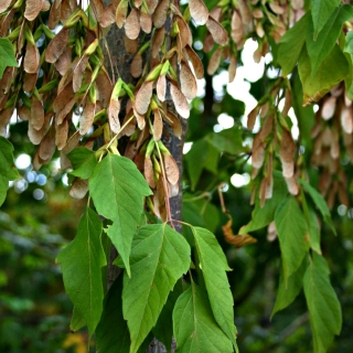 The leaves of Acer negundo