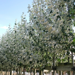 Populus alba