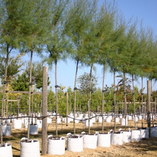 Tamarix aestivalis on Barcham Trees nursery