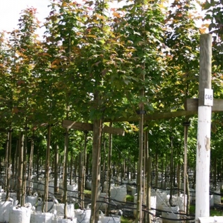 standard Liquidambar styraciflua Acalycina