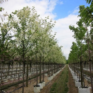 Prunus padus Watereri in flower on the barcham trees nursery