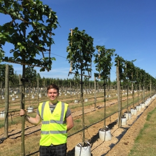 12/14cm girth Tilia x euchlora Pleached to scale