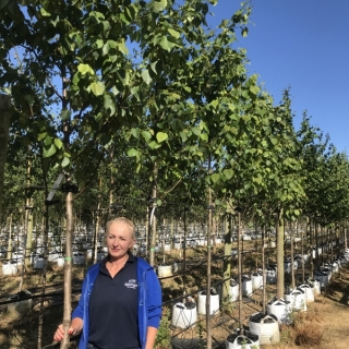 Betula maximowicziana