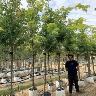 Gleditsia triacanthos Sunburst