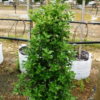 Ilex Aquifolium Alaska