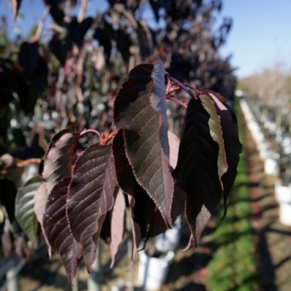 the purple leaf in detail of Prunus Royal Burgundy