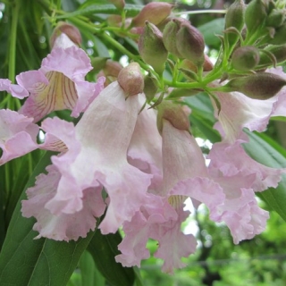 The bell like flower of Chitalpa x tashkentensis Summer Bells