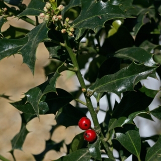 Ilex Aquifolium Alaska