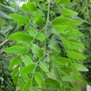 the foliage of Gleditsia triacanthos Draves Street Keeper