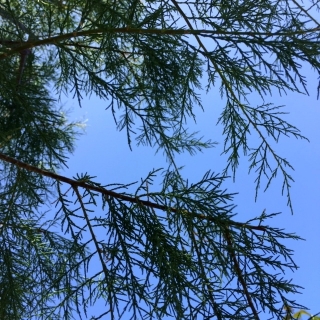 The fern like foliage of Tamarix Africana