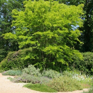 Mature Gleditsia triacanthos Sunburst