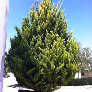 Mature  Small Golden Monterey Cypress from this batch <> Cupressus macrocarpa Goldcrest
