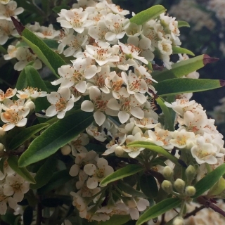 the flowers of Pyracantha Navaho