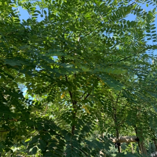 Japanese Pagoda Regent foliage