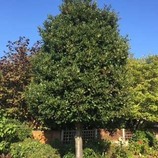 mature Ilex aquifolium