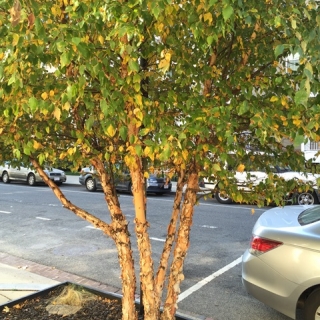 mature Betula nigra Multi-stem