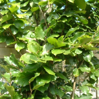 The foliage of  Fagus sylvatica Dawyck Gold