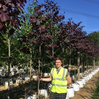 Cercis canadensis Forest Pansy