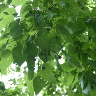 The leaf and small berries of Celtis occidentalis