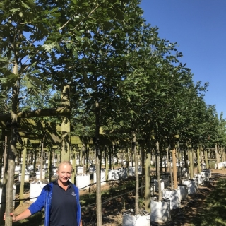 Quercus frainetto at barcham trees