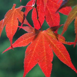 the leaves of Acer palmatum Atropurpureum autumn foliage