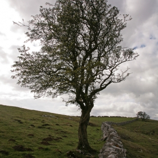 A mature specimen of Crataegus monogyna in an exposed rural situation