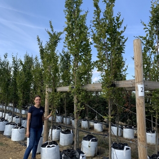 Fagus orientalis Iskander