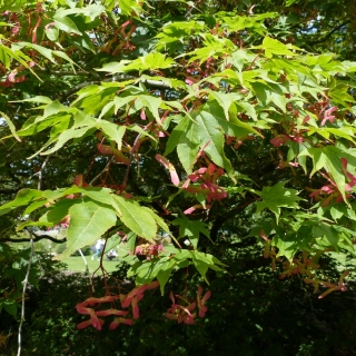 Summer foliage of Acer palmatum multi-stem