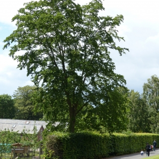 Mature Ostrya carpinifolia