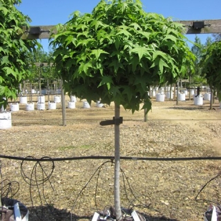 single specimen of Liquidambar styraciflua Gumball