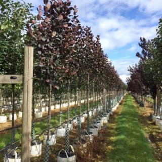 Malus Royalty on the Barcham Trees nursery