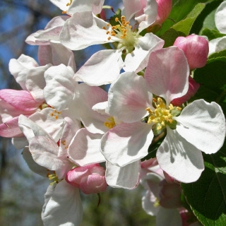 the flowers of Malus Red Sentinel