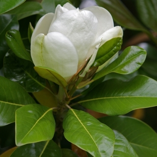 the white flower Magnolia grandiflora Gallissonniere multi-stemte flower of