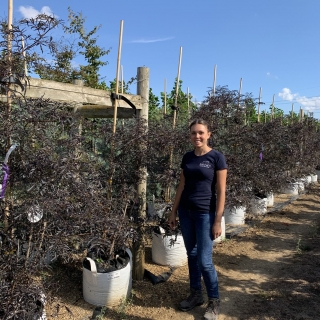 Sambucus nigra Black Lace