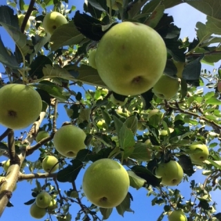 The apples of Malus James Grieve