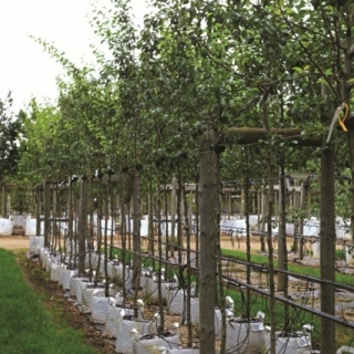 Pyrus Doyenne du Comice at barcham trees