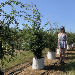 Crataegus monogyna multi-stem