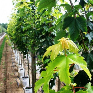 Acer pseudoplatanus Worleii foliage