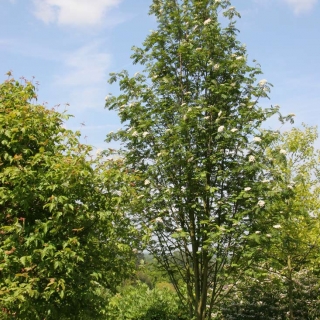 Mature Sorbus commixta Embley