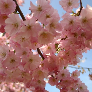 the pink flower in detail of Prunus Accolade