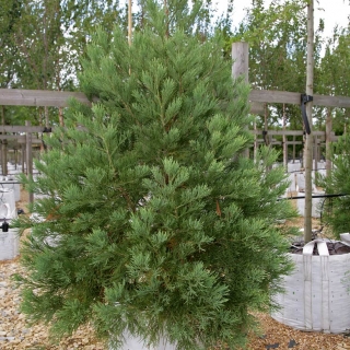 Sequoiadendron giganteum at Barcham Trees