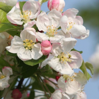 the white flowers of Malus evereste