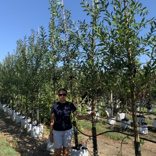 Salix pentandra