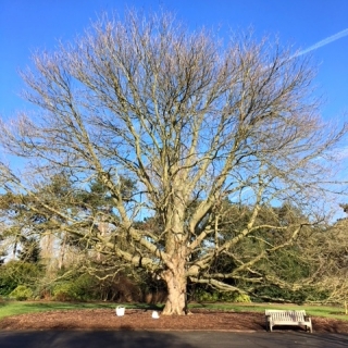 a mature Aesculus indica at kew gardens in winter