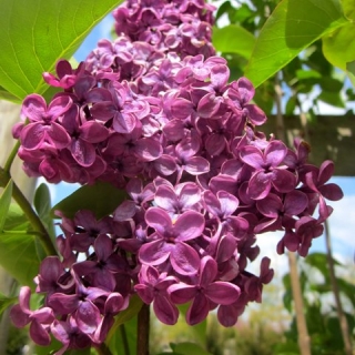 The beautiful, vibrant flower of Syringa vulgaris Ludwig Spath