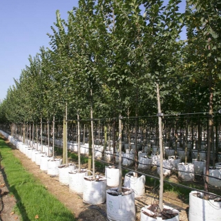 Ulmus lobel on the Barcham Trees nursery