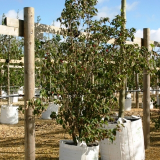 Cornus kousa China Girl at Barcham trees